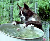Водные процедуры в гостинеце для собак Айвенго
