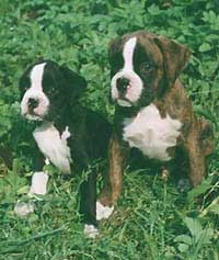 Boxer puppy: Aivengo Arabella and A-Matroskin
